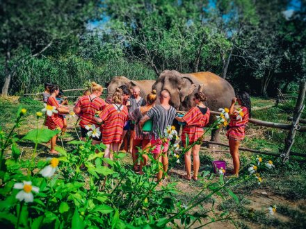 A group feeding the elephants at the sanctuary in Chiang Mai Thailand 