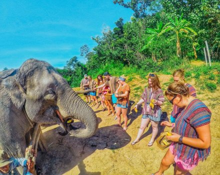 A group feeding the elephants bananas at the elephant sanctuary in Chiang Mai Thailand 